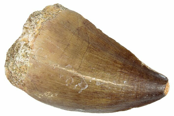 Fossil Mosasaur (Prognathodon) Tooth - Morocco #286338